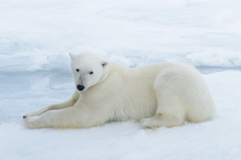 A polar bear laying down