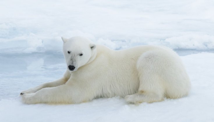 A polar bear laying down
